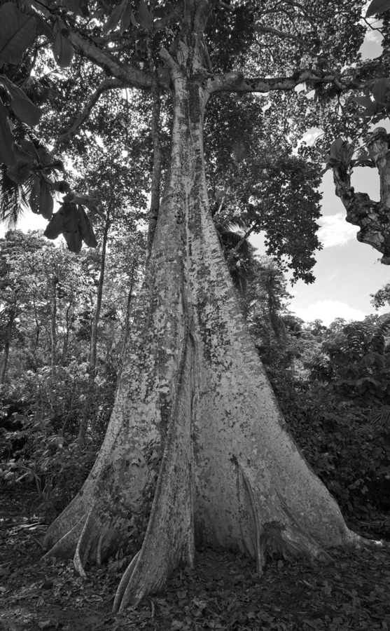 Roots of Time  Print