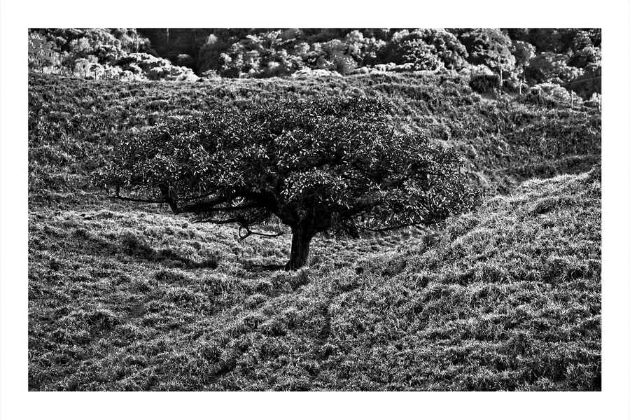 Lone Tree in the Hills  Print