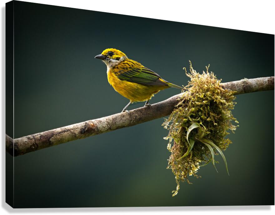 Golden Morning Song Canvas Print