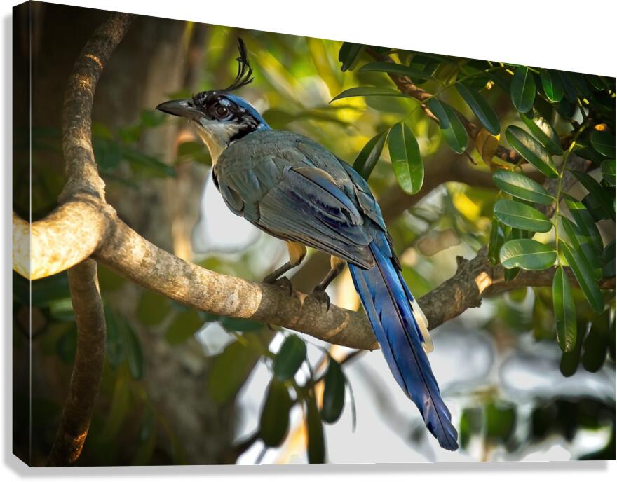 Blue-Crest Sentinel Canvas Print