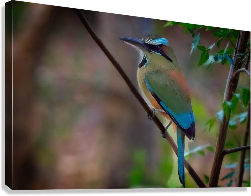 Tropical Daydream Canvas Print