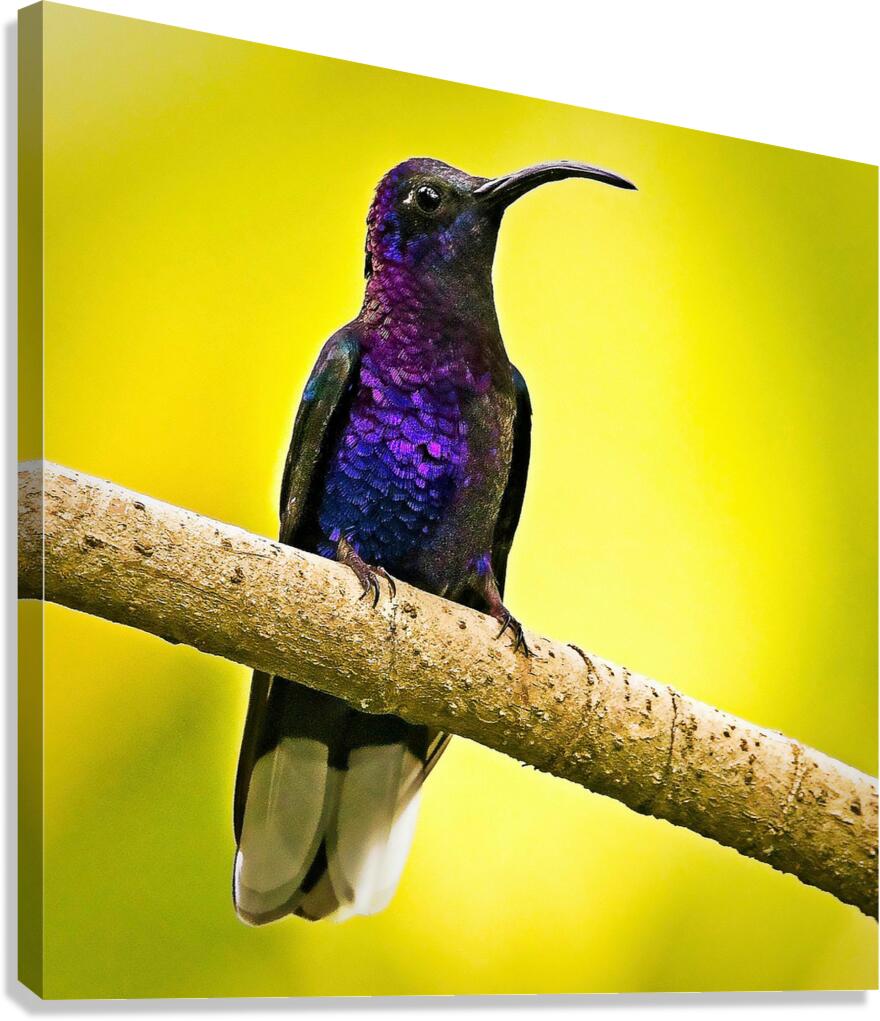 Violet Majesty Canvas Print