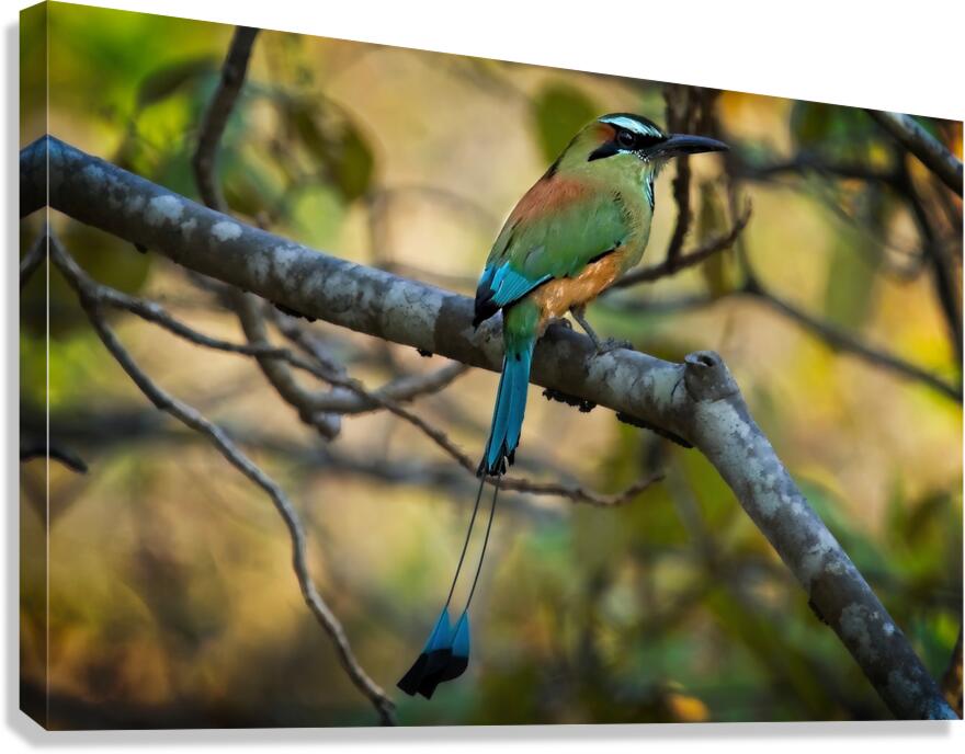 Tropical Whisper Canvas Print