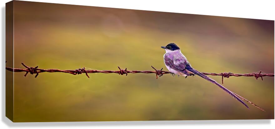 Feathered Sunset Canvas Print