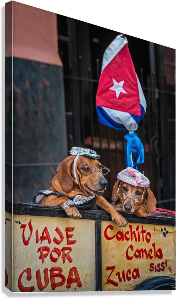 Cuban Companions Canvas Print