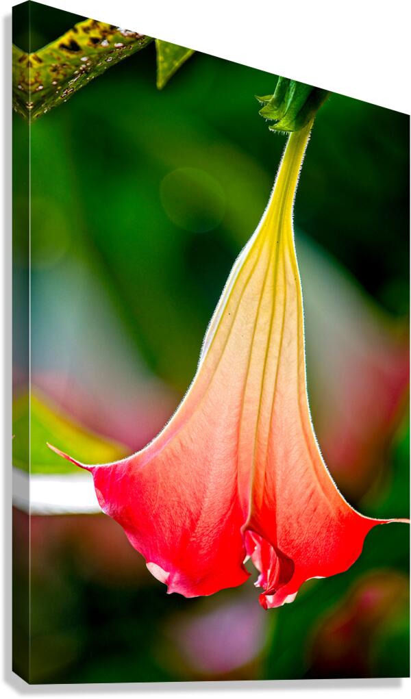 Angel’s Trumpet Glow Canvas Print
