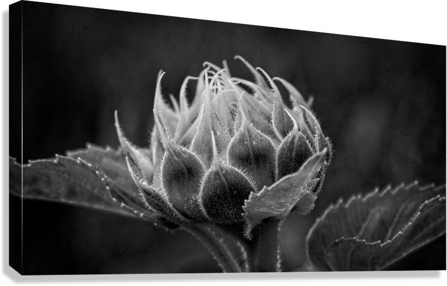 Emergence Canvas Print