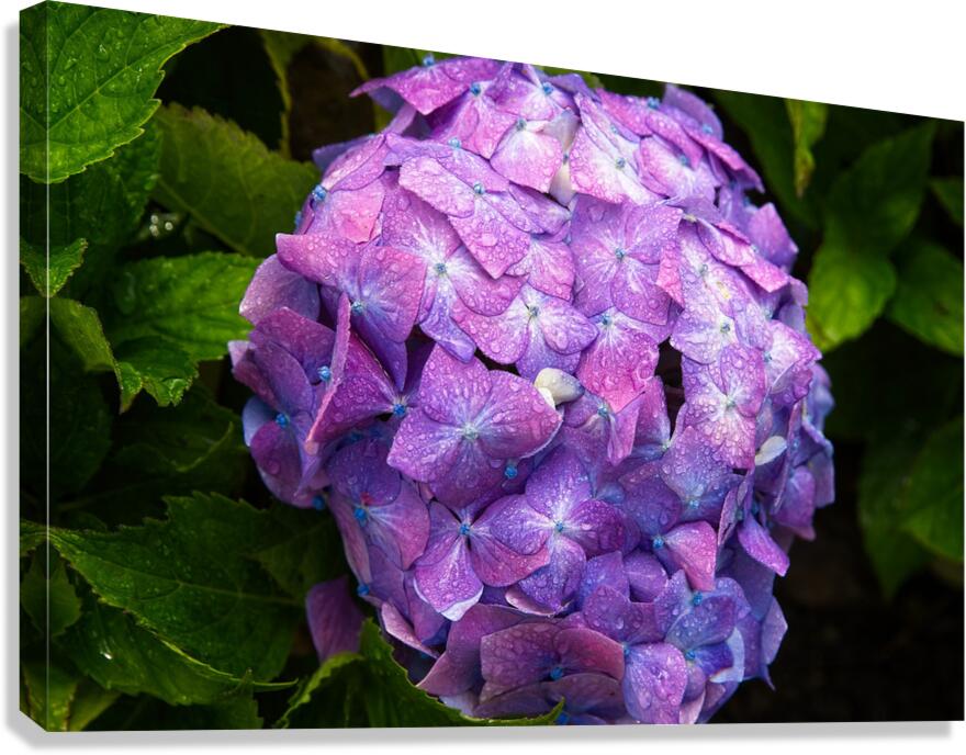 Purple Bloom Canvas Print