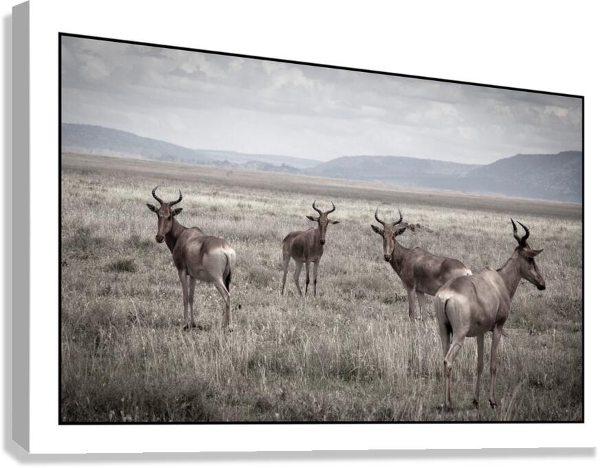 Antelope on the Plains Canvas Print