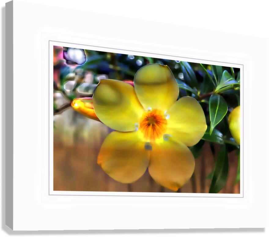 Yellow Flower Glow Canvas Print
