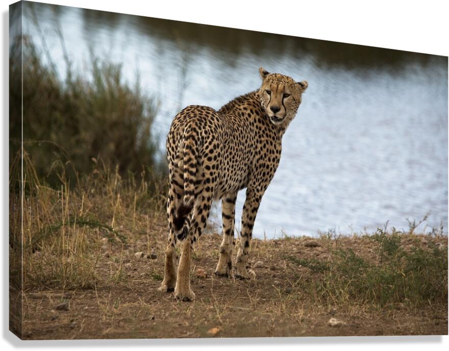 Cheetah by the Water Canvas Print