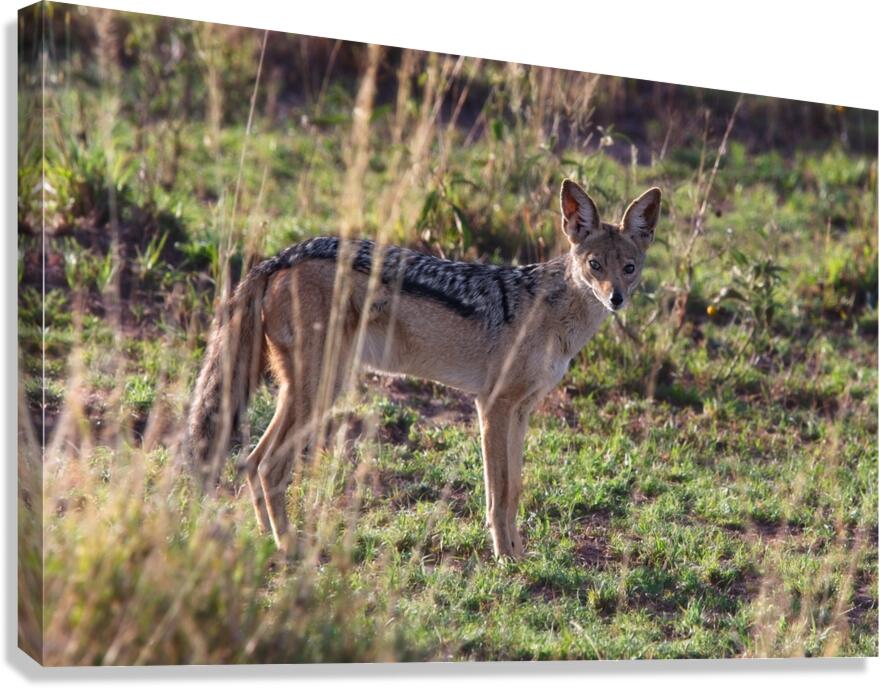 Black-Backed Jackal Canvas Print