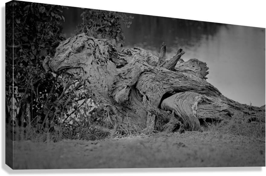 Nature’s Driftwood Sculpture Canvas Print