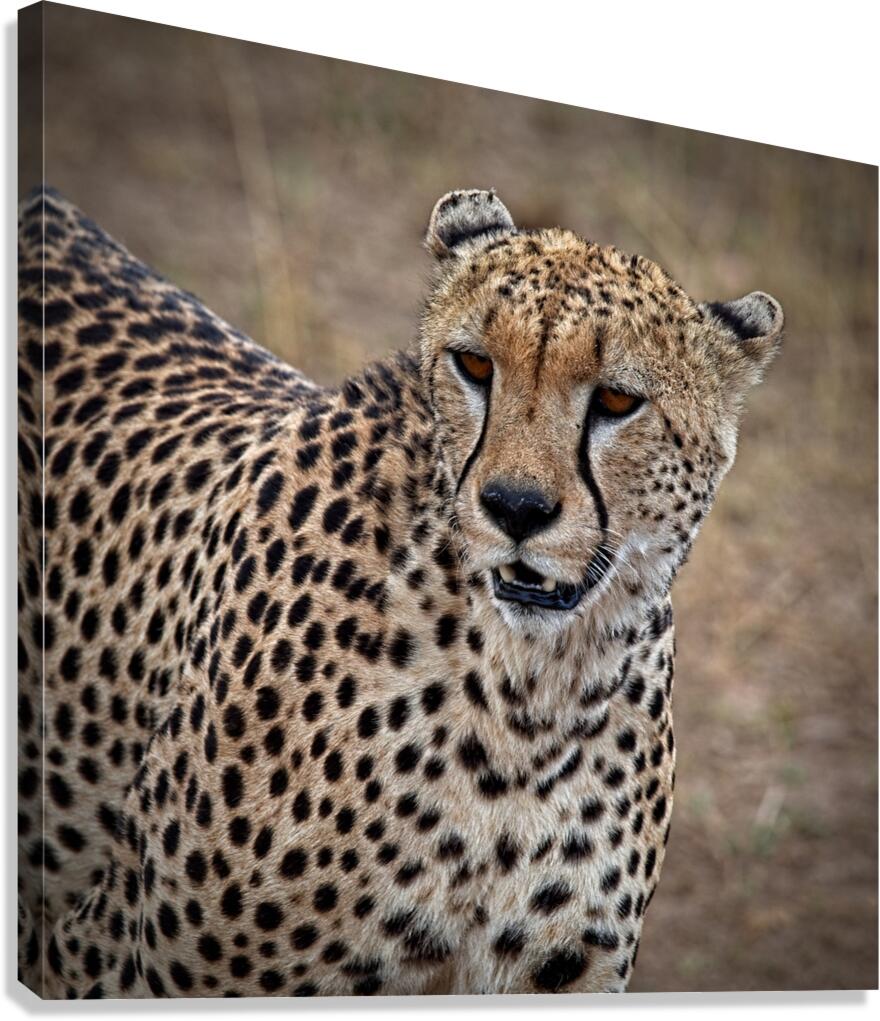 Cheetah Portrait Canvas Print