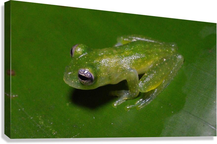 Glass Frog on Leaf Canvas Print