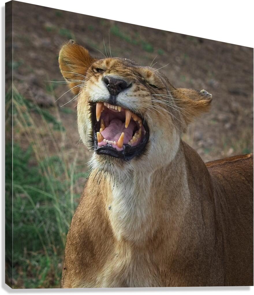 Roar of the Wild Canvas Print