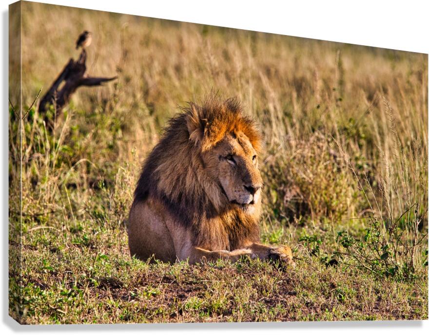 Majestic Morning King Canvas Print