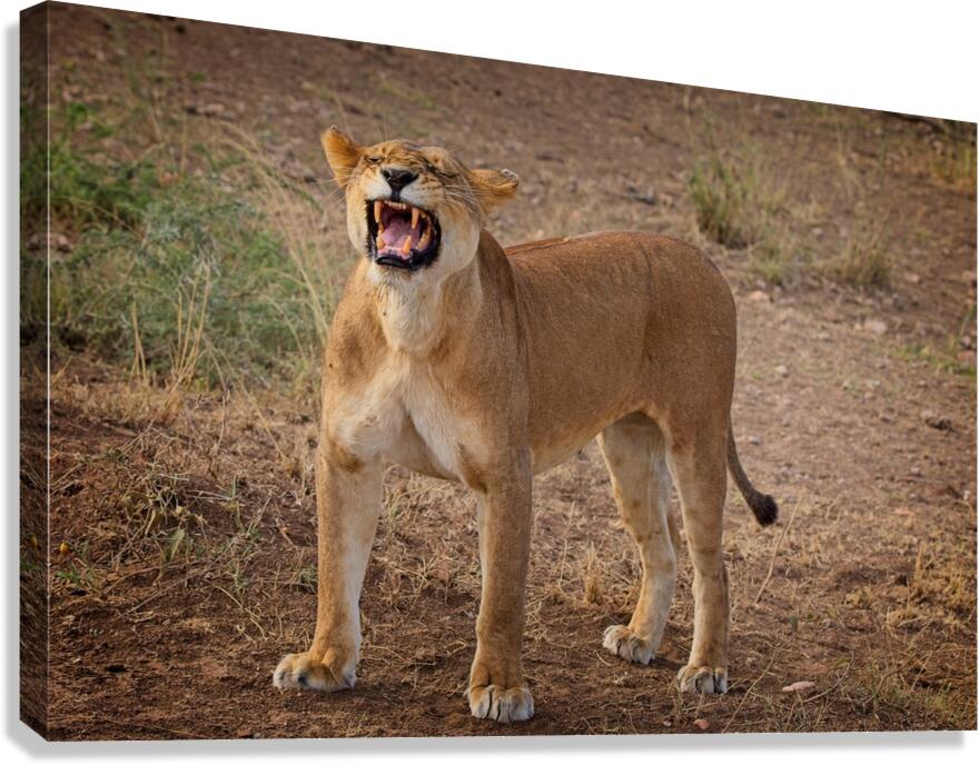 Roar of the Morning Canvas Print