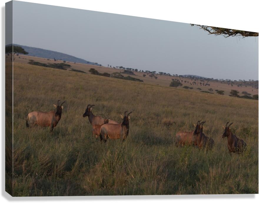 Sentinels of the Plains Canvas Print