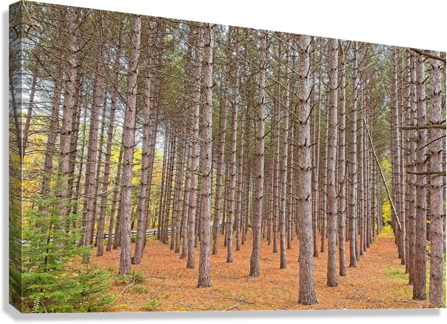 Symmetry of the Woods Canvas Print