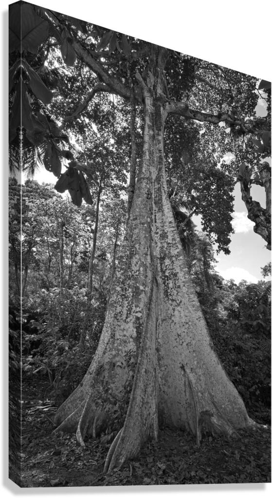 Roots of Time Canvas Print