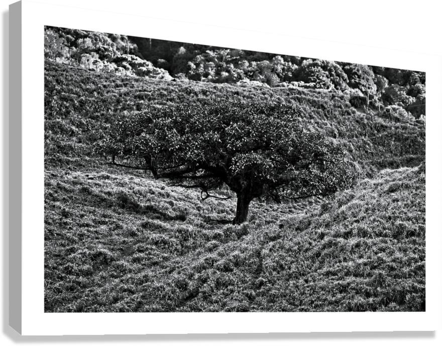Lone Tree in the Hills Canvas Print