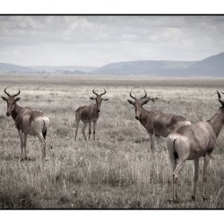 Antelope on the Plains