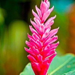 Jungle Bloom Elegance