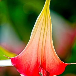 Angel’s Trumpet Glow