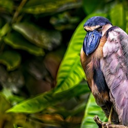 The Rainforest Dreamer