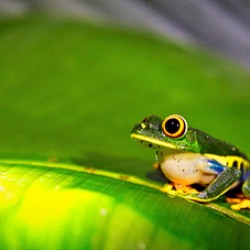 Frog on Leaf