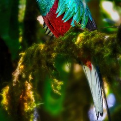 Jewel of the Cloud Forest