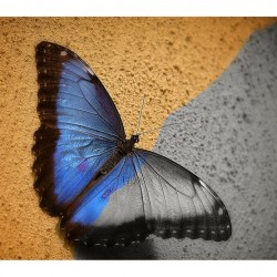 Blue Wing Beauty
