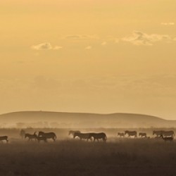 African Wildlife at Dusk