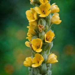 Vertical Symphony of Yellow Blooms