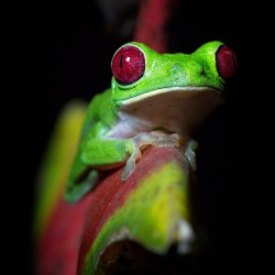 Red-Eyed Tree Frog