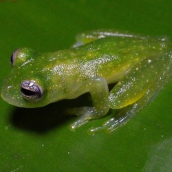 Glass Frog on Leaf