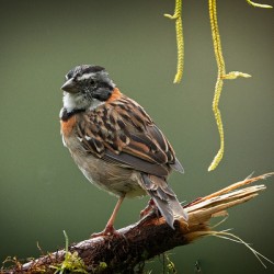Perched in the Green Mist