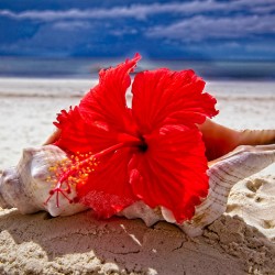 Hibiscus and Seashell Still Life