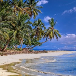 Tropical Shoreline Paradise