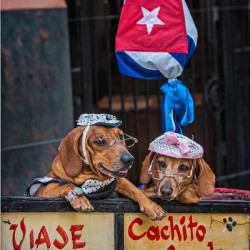 Cuban Companions