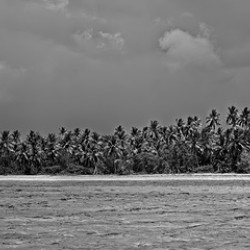Palm Forest in Black & White