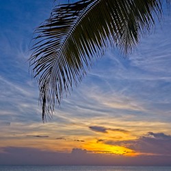 Palm-Framed Sunset