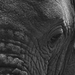 Wisdom in the Wrinkles