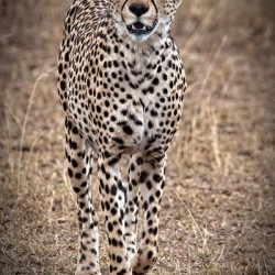 Cheetah Walk