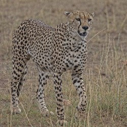 Cheetah on Patrol