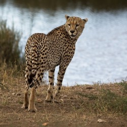 Cheetah by the Water