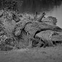 Nature’s Driftwood Sculpture