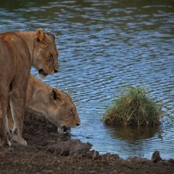 Waterfront Curiosity