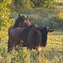 Wildebeest Pair